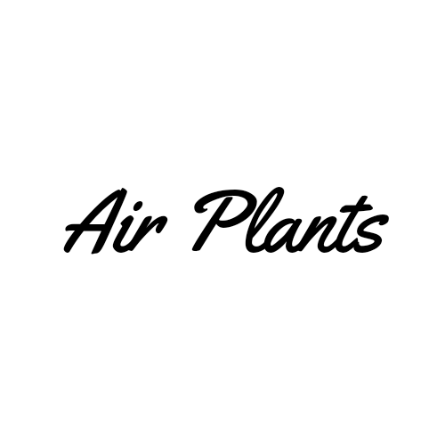 Air Plants